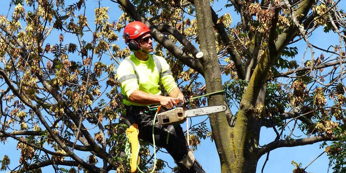 What to Expect During Professional Tree Stump Removal