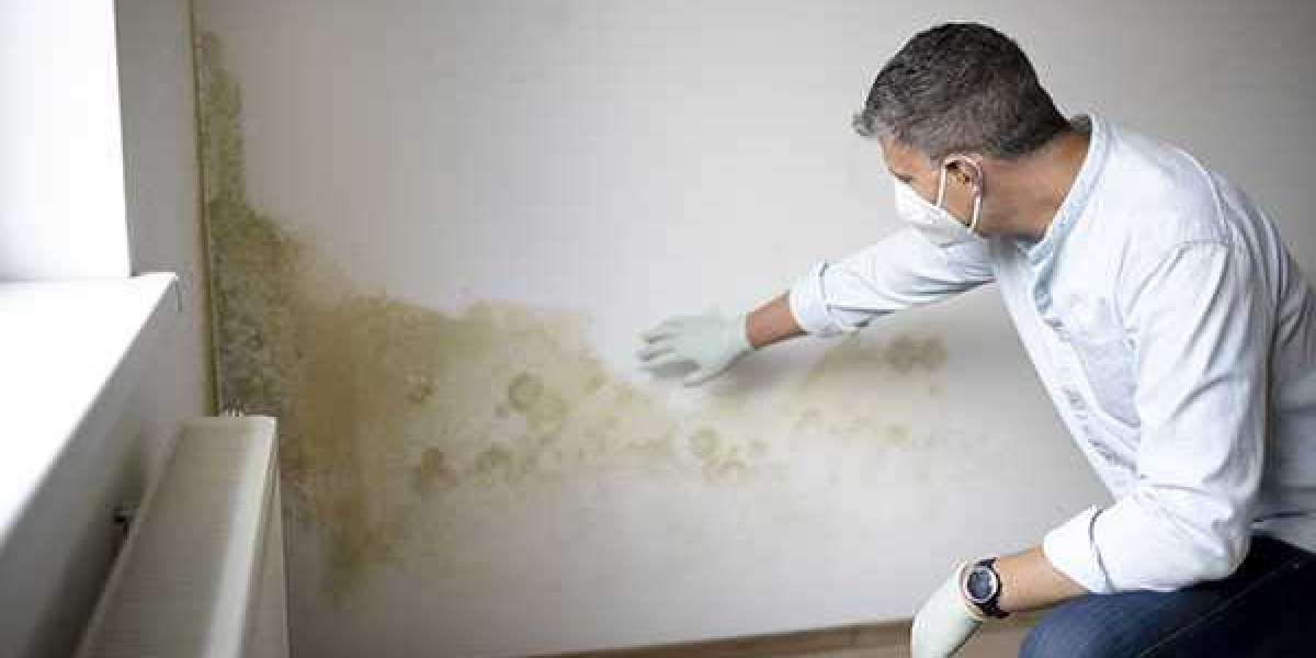 The Long-Term Effects of Mold Exposure in Ottawa Homes